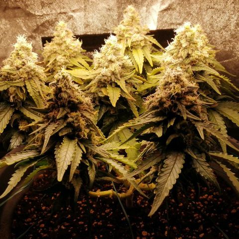 Fat Banana  growlog timeline photo