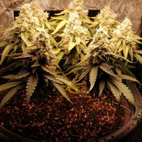 Fat Banana  growlog timeline photo