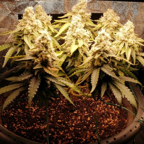 Fat Banana  growlog timeline photo