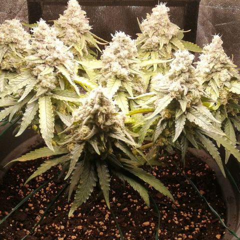 Fat Banana  growlog timeline photo