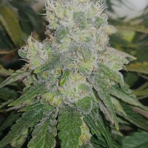 Fat Banana  growlog timeline photo