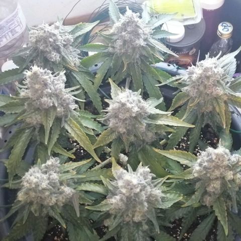Fat Banana  growlog timeline photo