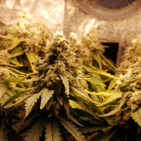 Fat Banana  growlog timeline photo