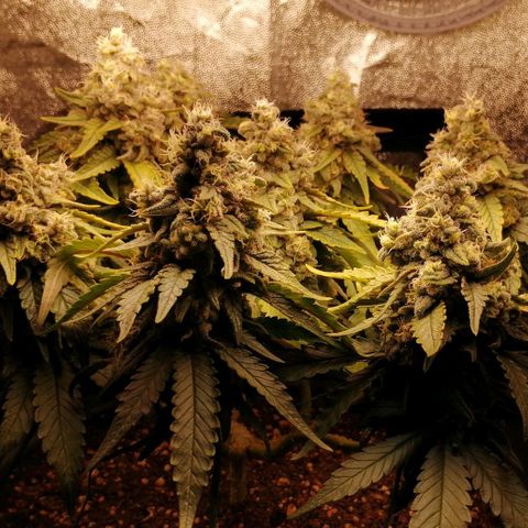 Fat Banana  growlog timeline photo