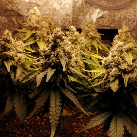 Fat Banana  growlog timeline photo