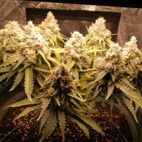 Fat Banana  growlog timeline photo