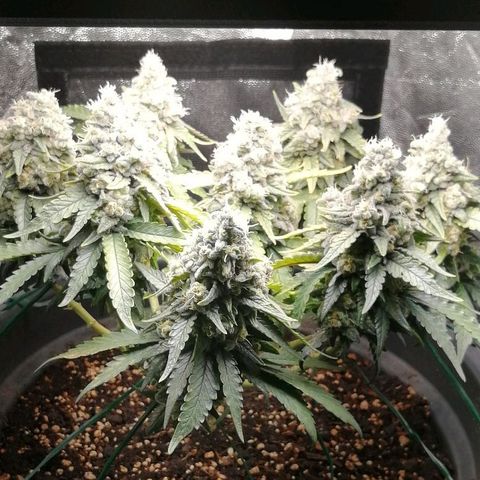 Fat Banana  growlog timeline photo