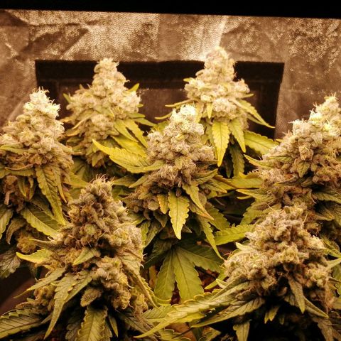 Fat Banana  growlog timeline photo