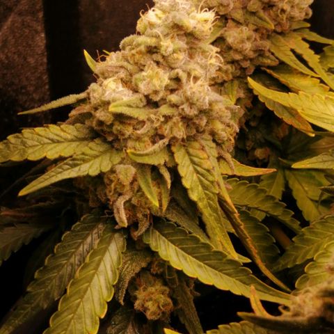 Fat Banana  growlog timeline photo