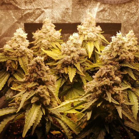 Fat Banana  growlog timeline photo