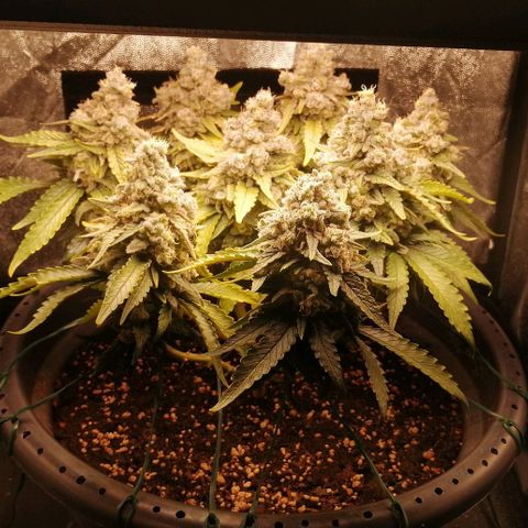 Fat Banana  growlog timeline photo