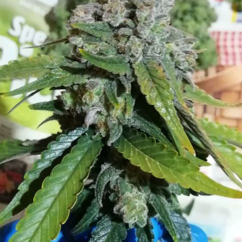 Fat Banana  growlog timeline photo