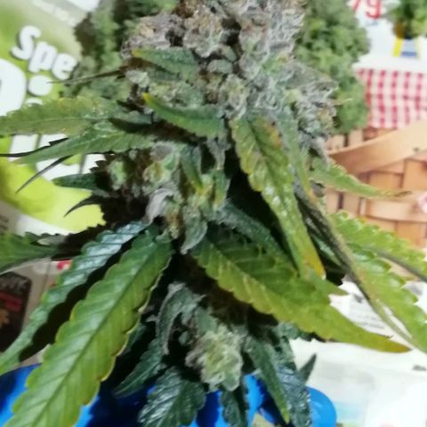 Fat Banana  growlog timeline photo