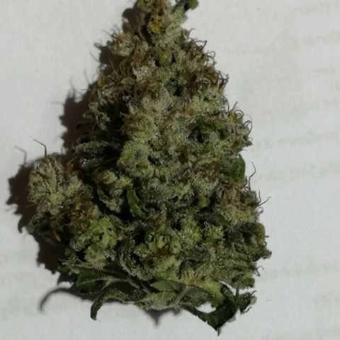 Fat Banana  growlog photo: На пролечу 