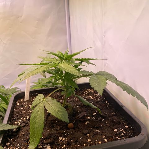 Auto Northern Lights growlog timeline photo