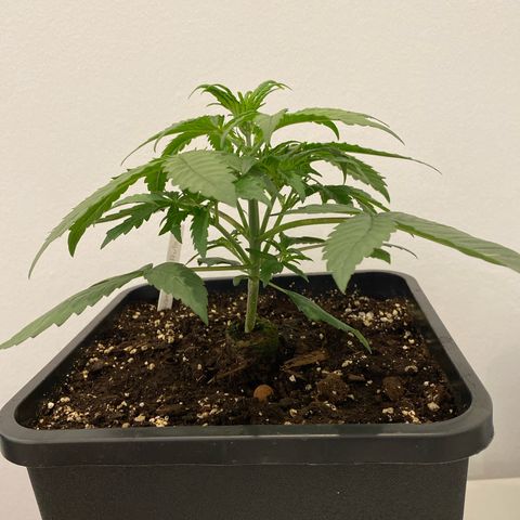Auto Northern Lights growlog photo: Vor Lst 