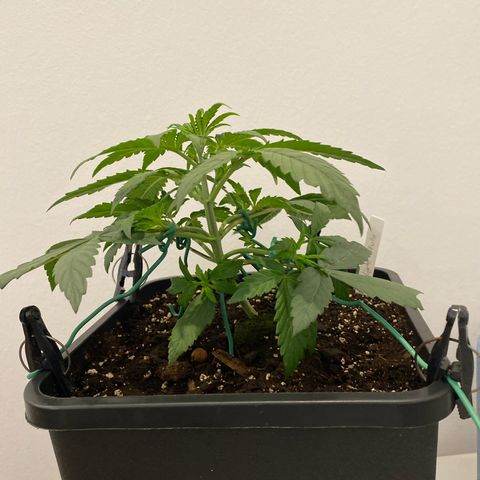 Auto Northern Lights growlog photo: Nach lst 