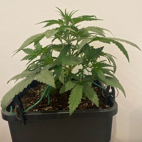 Auto Northern Lights growlog timeline photo
