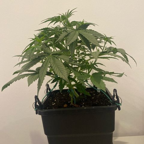 Auto Northern Lights growlog timeline photo