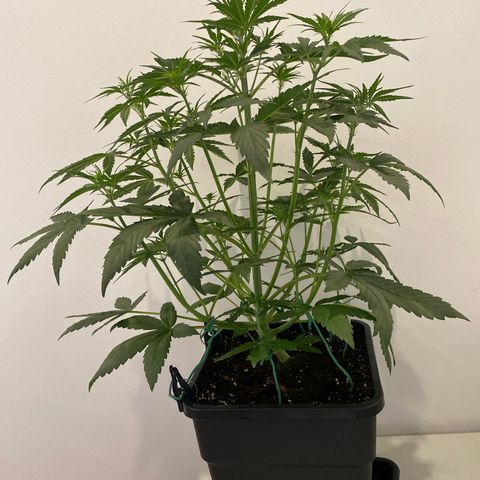 Auto Northern Lights growlog timeline photo