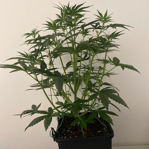 Auto Northern Lights growlog photo: 56 cm 
