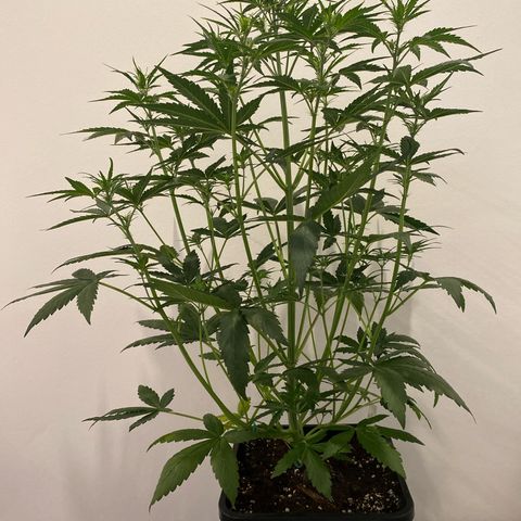 Auto Northern Lights growlog photo: 67 cm 