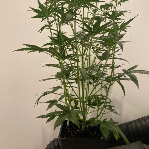Auto Northern Lights growlog photo: 76cm 