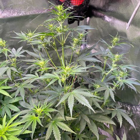 Auto Northern Lights growlog timeline photo