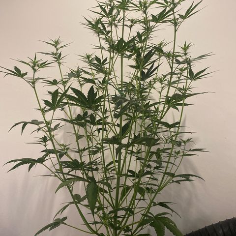 Auto Northern Lights growlog photo: 96 cm