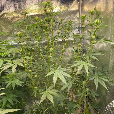 Auto Northern Lights growlog timeline photo