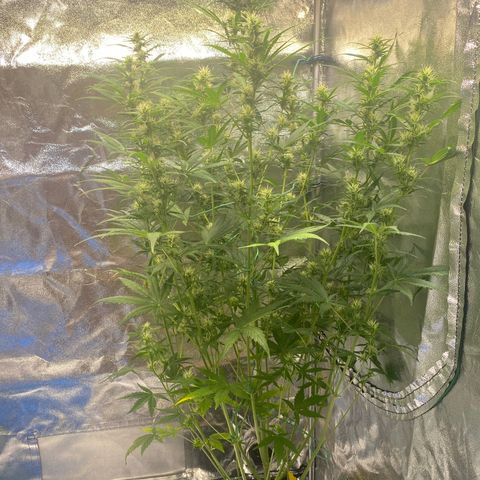 Auto Northern Lights growlog timeline photo