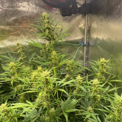 Auto Northern Lights growlog photo: 123 cm 