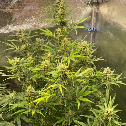 Auto Northern Lights growlog timeline photo
