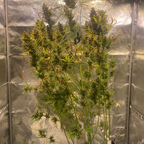 Auto Northern Lights growlog timeline photo