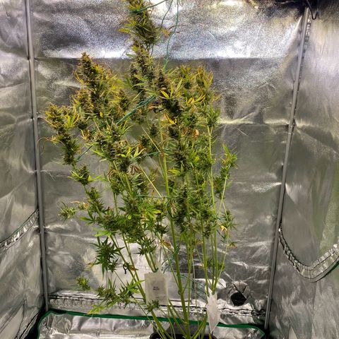 Auto Northern Lights growlog timeline photo