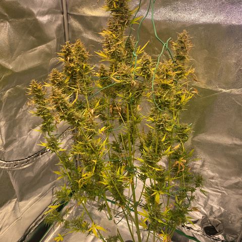 Auto Northern Lights growlog timeline photo