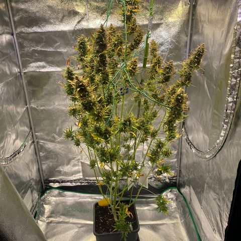 Auto Northern Lights growlog timeline photo