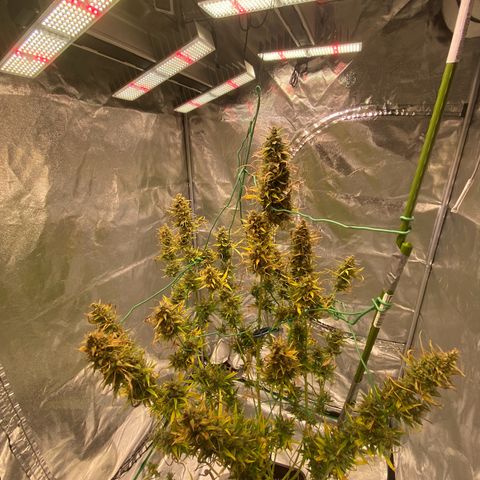 Auto Northern Lights growlog timeline photo