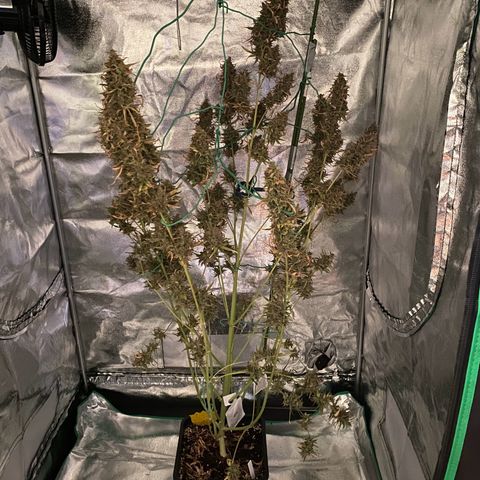 Auto Northern Lights growlog timeline photo