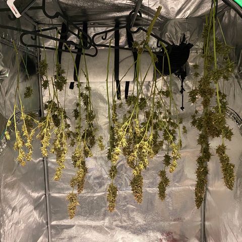 Auto Northern Lights growlog timeline photo