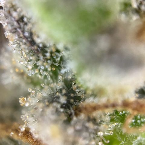 Auto Northern Lights growlog timeline photo