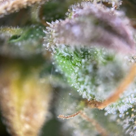 Auto Northern Lights growlog timeline photo