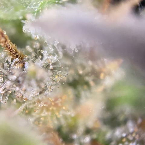 Auto Northern Lights growlog timeline photo