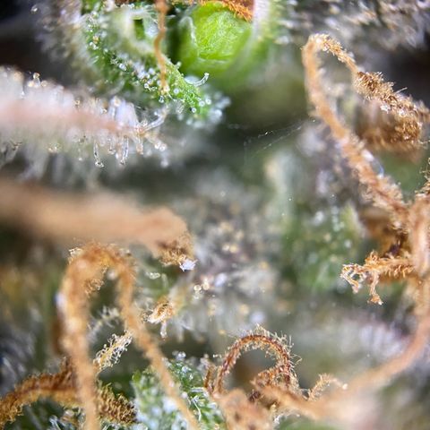 Auto Northern Lights growlog timeline photo