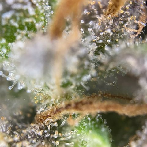 Auto Northern Lights growlog timeline photo