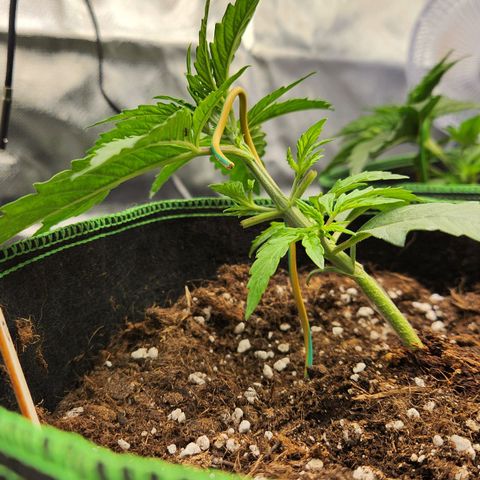 LSD Auto growlog photo: Lst 