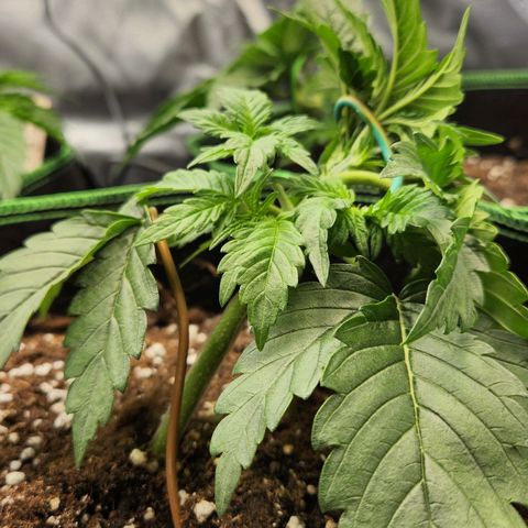 Strawberry Cheesecake Auto growlog timeline photo
