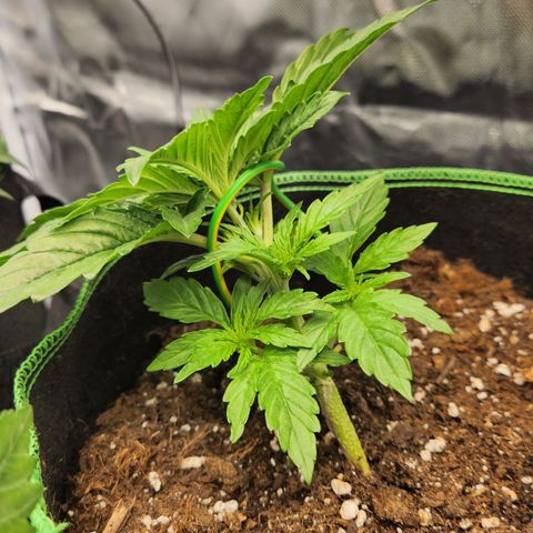 Do Si Dos Auto growlog photo: Lst