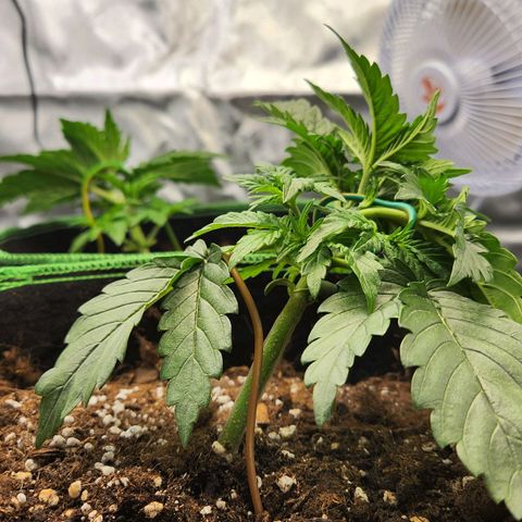 Strawberry Cheesecake Auto growlog photo: Lst