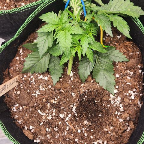 Strawberry Cheesecake Auto growlog photo: Lst